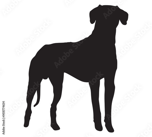 Great dane Dog silhouette.