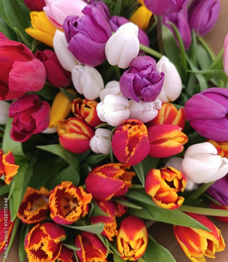 multicolored, red, yellow, white, purple, tulips, bouquet of tulips, floral background