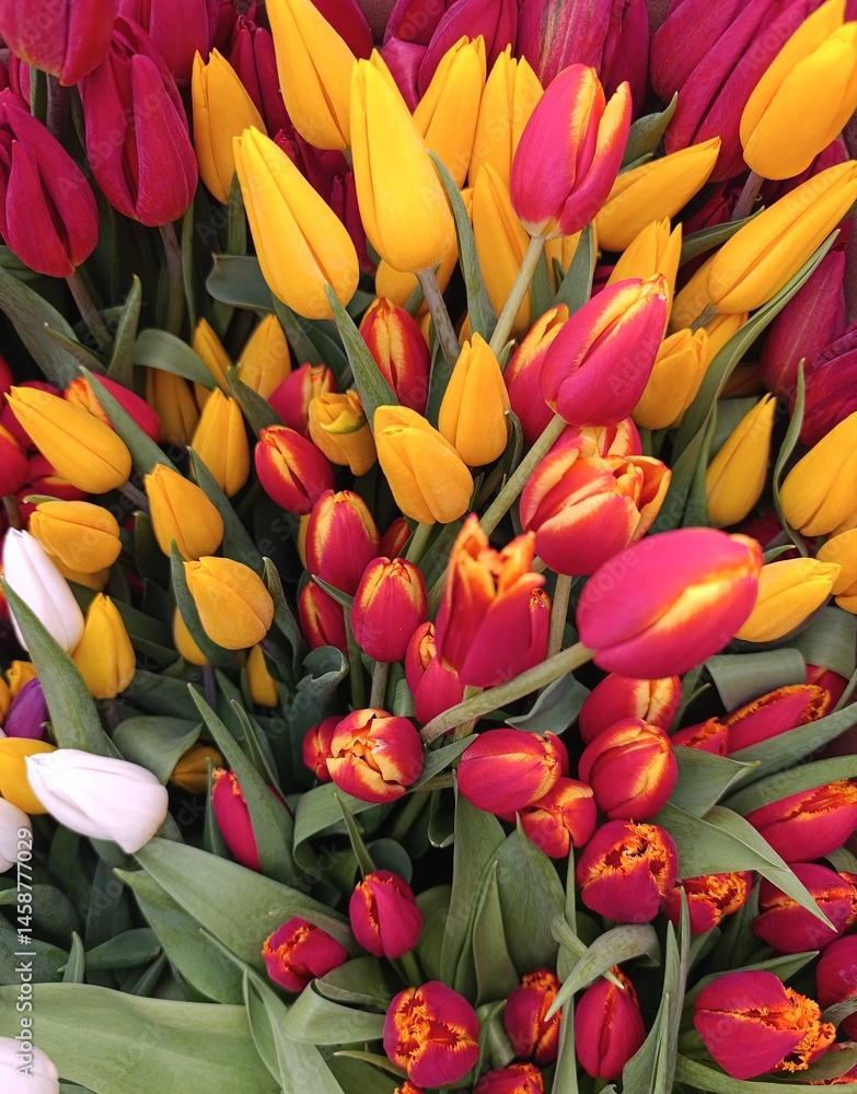 multicolored, red, yellow, white, purple, tulips, bouquet of tulips, floral background