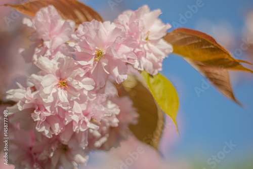 Branches of blossoming sakura in the near frame against the background of blue sky in the near frame