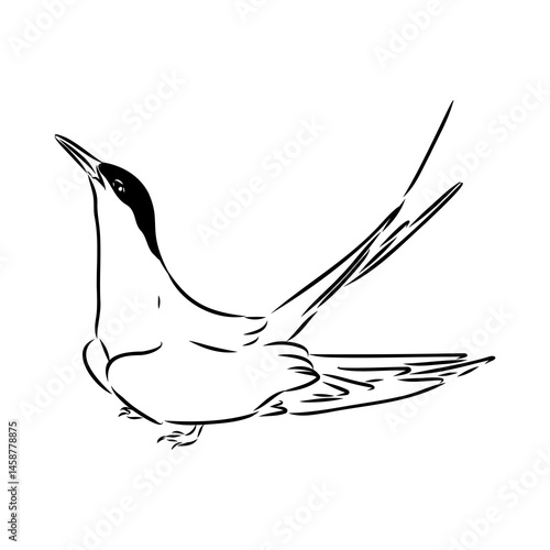 Aleutian Tern. Vector outline icon.