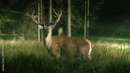 Red deer in wilderness area moving and watching with majestic elegance