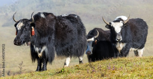 Group of yaks, Yak or dzo Bos mutus grunniens