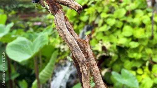 Leaf cutter ants carry leaves along a branch