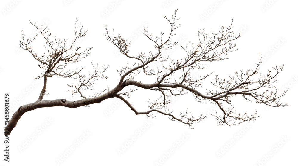 Transparent and White Tree Branch Isolated on Background, Nature Photo Transparent and White Tree Branch Isolated on Background, Nature Photo