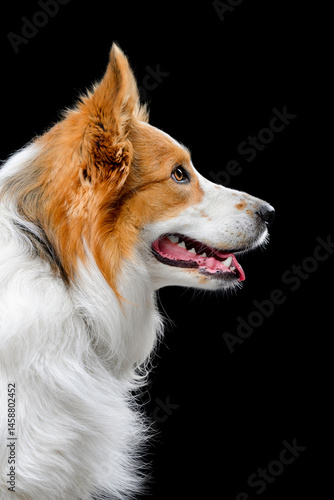 tricolor border collie on black background