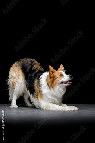 tricolor border collie on black background