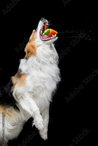tricolor border collie on black background
