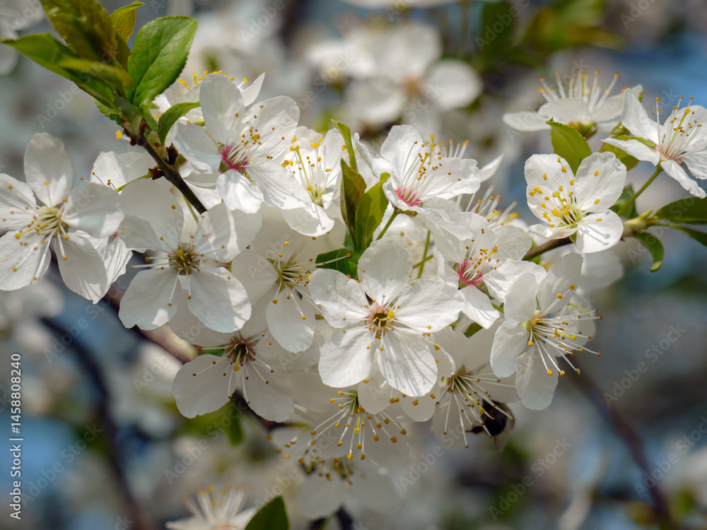 Obraz premium Closeup of blackthorn tree with blooming flowers