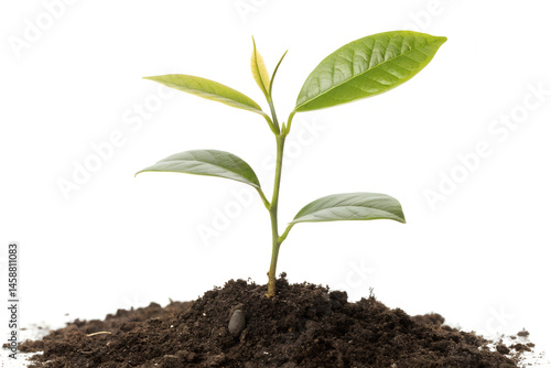Wallpaper Mural Young Seedling Plant Growing from Soil PNG – Fresh Green Sprout Isolated on White or Transparent Background Torontodigital.ca