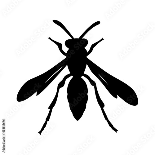 wasp on white background