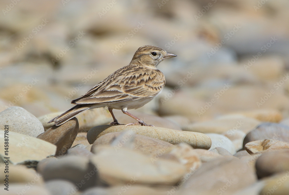 Greater Short-toed Lark.