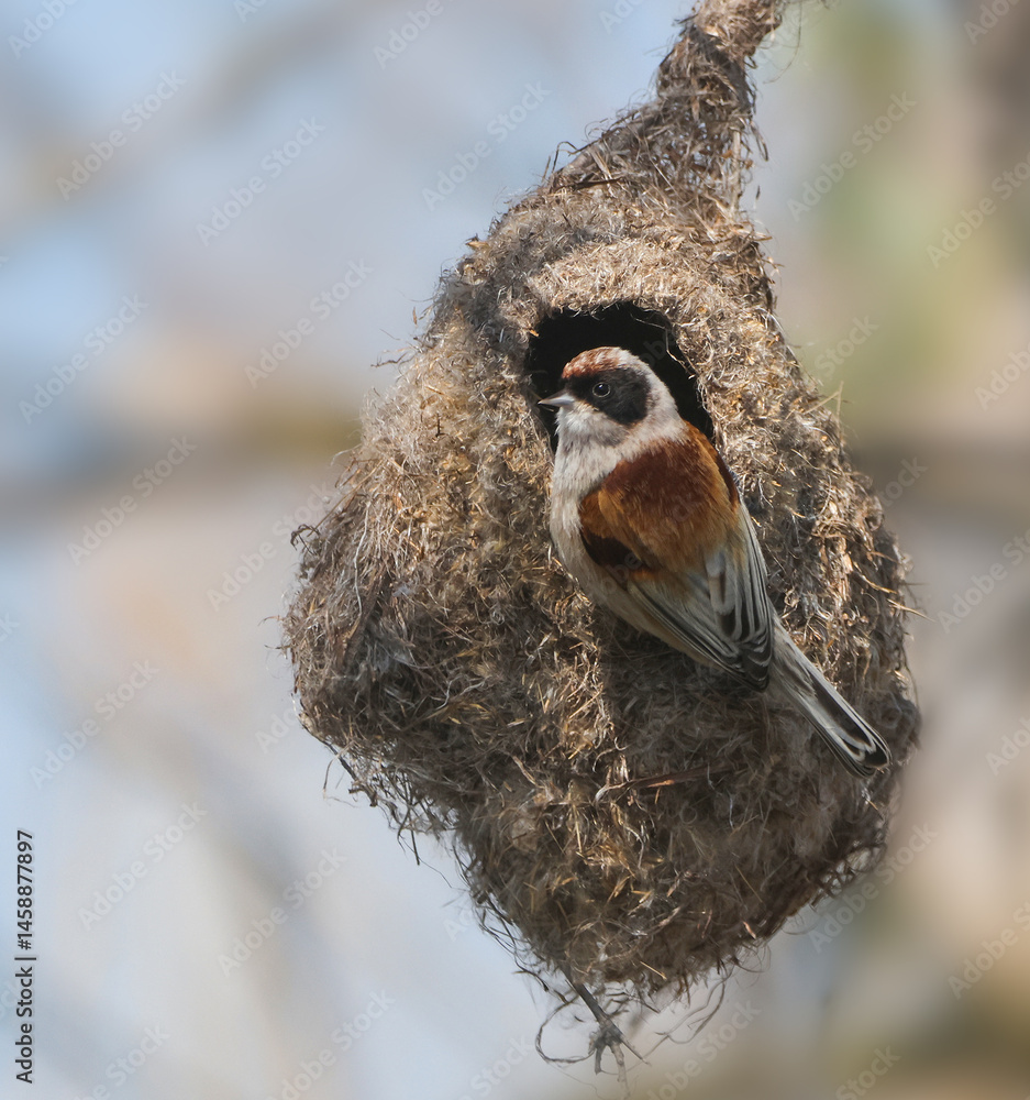 Eurasian Penduline Tit