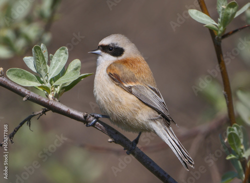 Obraz na płótnie Eurasian Penduline Tit w salonie