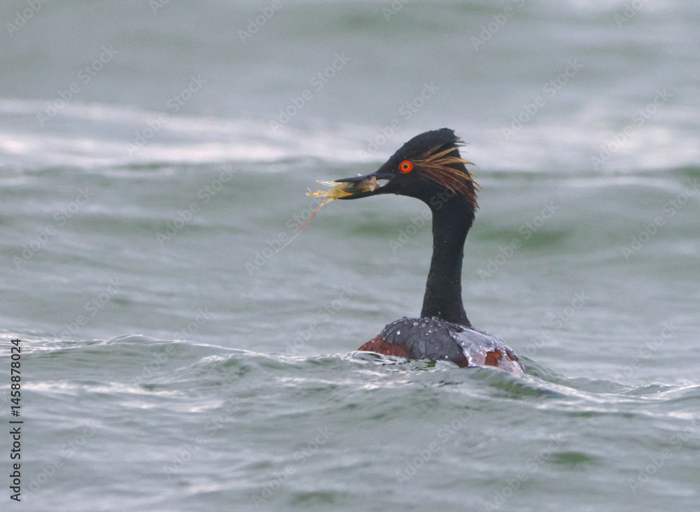 Black-Necked Grebe