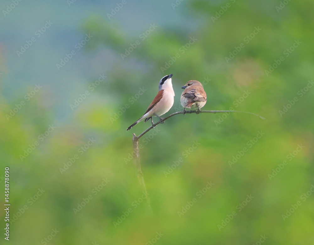 Red-backed Shrike.