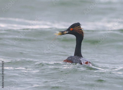 Obraz na płótnie Black-Necked Grebe w salonie