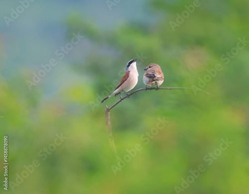 Obraz na płótnie Red-backed Shrike. w salonie