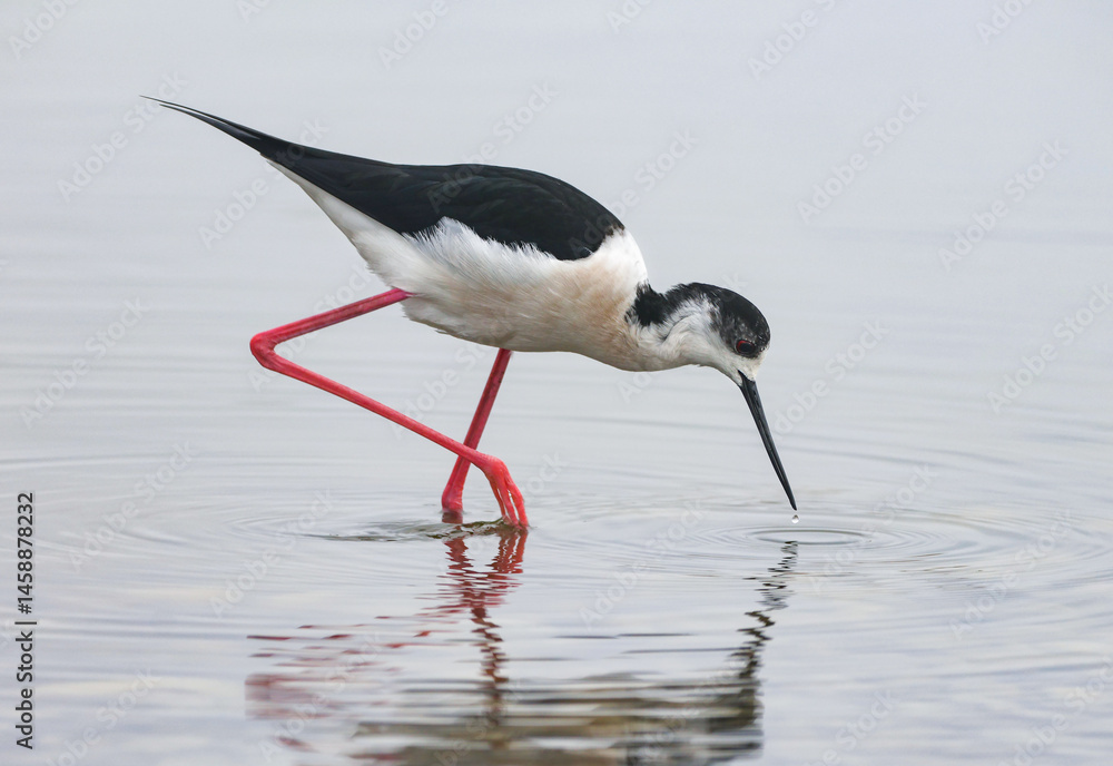 Black-winged Stilt