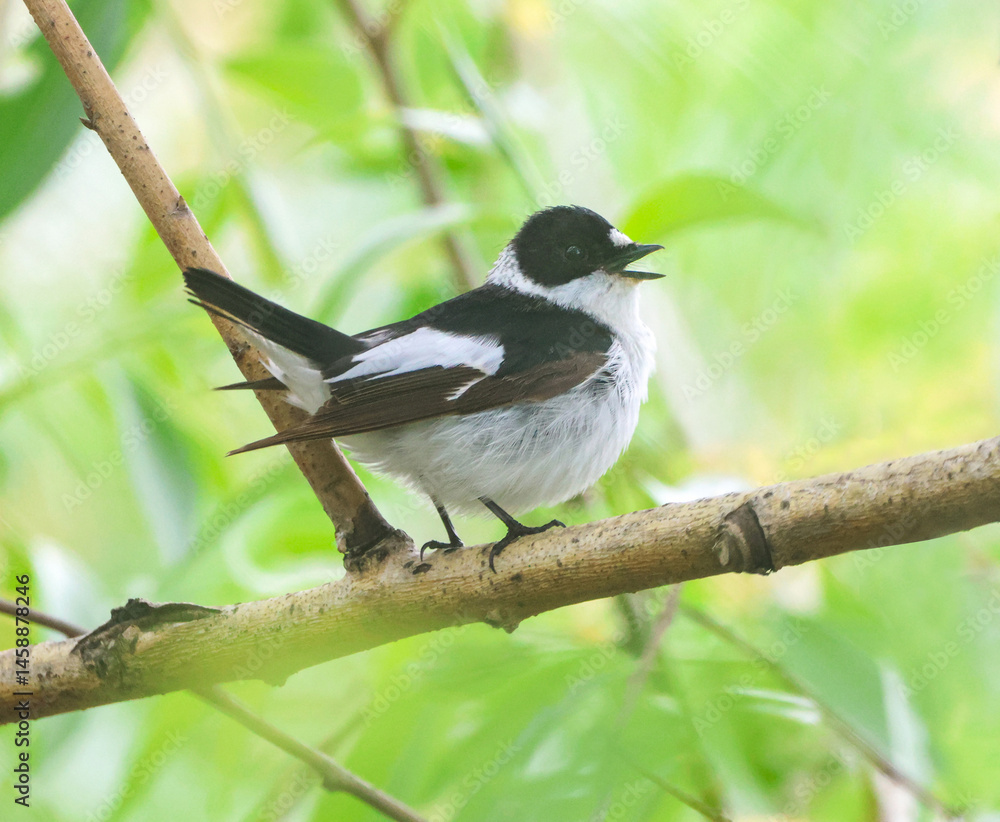 Collared Flycatcher.