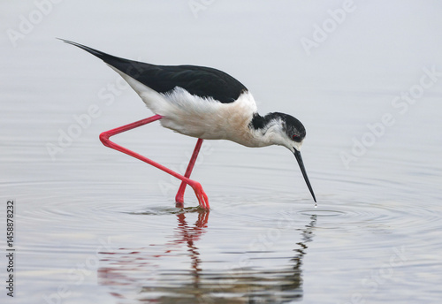 Obraz na płótnie Black-winged Stilt w salonie