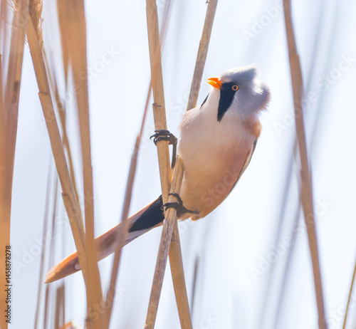  Bearded Tit.