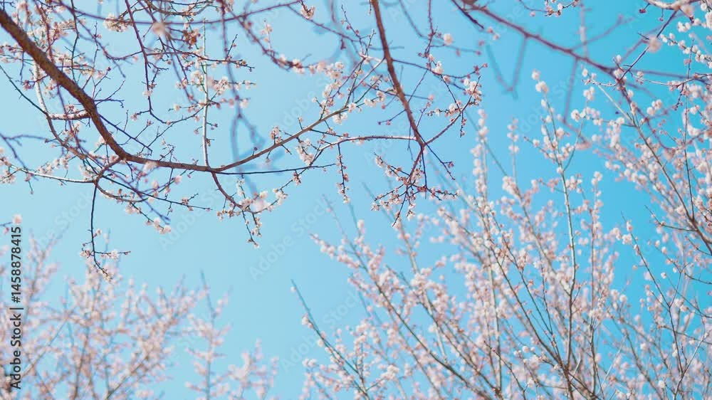 Blossoming white spring plum trees in City Park create a tranquil atmosphere Blossoming white spring plum trees in City Park create a tranquil atmosphere