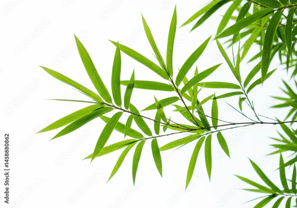Bamboo leaves and branches against a bright white background creating a natural, light and airy feel Bamboo leaves and branches against a bright white background creating a natural, light and airy feel