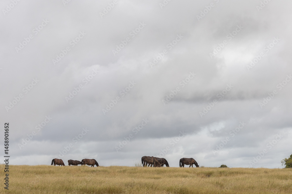 Obraz premium In the Sumba Savanna, the Sandel horses savor the grass, now tinged with hues of brown and green. With the rains gone, they brace themselves for the looming dry season
