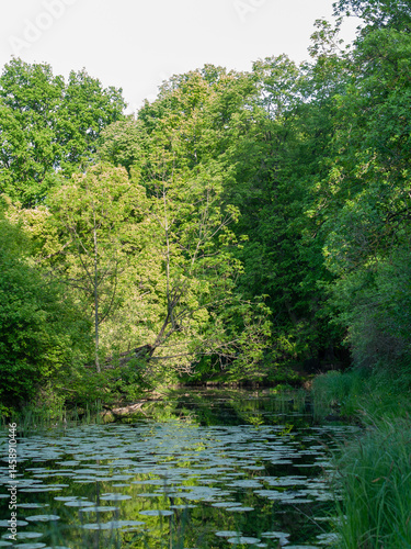 Tranquil forest pond with water lilies in spring sunlight