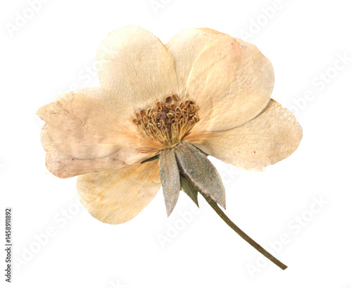 Vintage Dried white Rose clipart. Beige Pressed Flowers for Scrapbooking, Collage, craft, wedding, and nature designs. Romantic floral collection