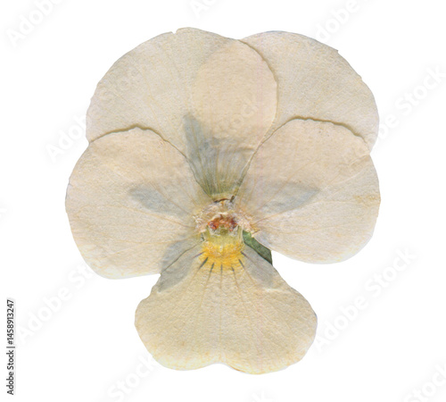 Pressed Botanical Flower with Natural Texture. White Dried Viola element for aesthetic Scrapbooking, botanical crafts
