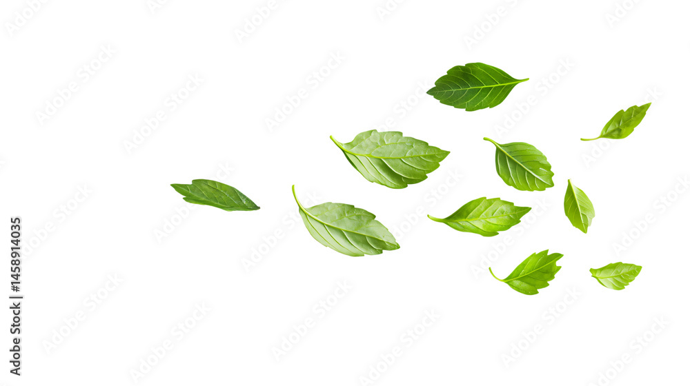 Fototapeta premium Fresh Falling Coriander Leaf on White Background for Food and Kitchen Concepts