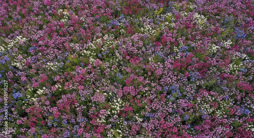 Vibrant Multicolored Flower Bed in Full Bloom