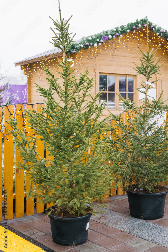 Fototapeta premium Potted christmas trees by wooden cabin with holiday lights