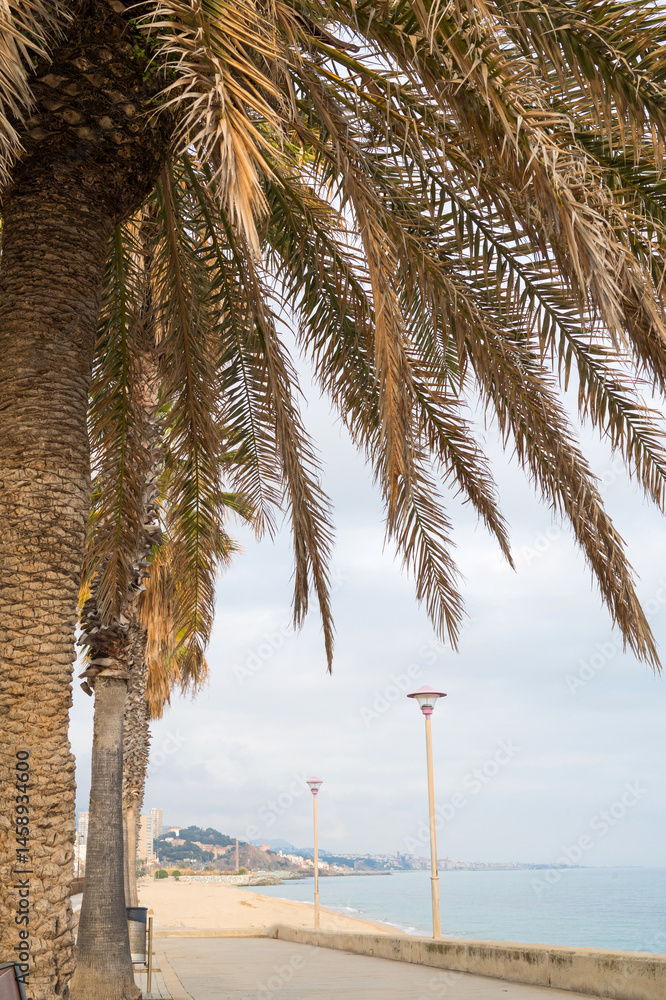 Scenic beach pathway lined with tall palm trees on a cloudy day