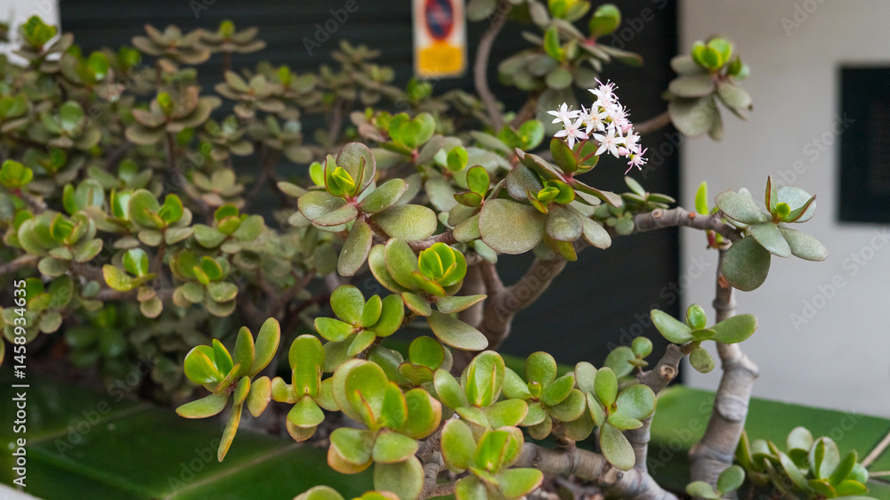 Close-up of jade plant with blossoms in urban garden setting