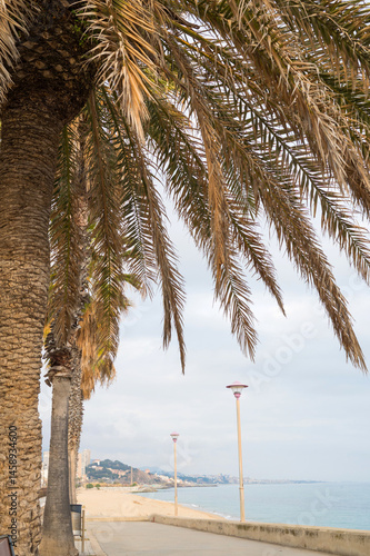 Obraz na płótnie Scenic beach pathway lined with tall palm trees on a cloudy day w salonie
