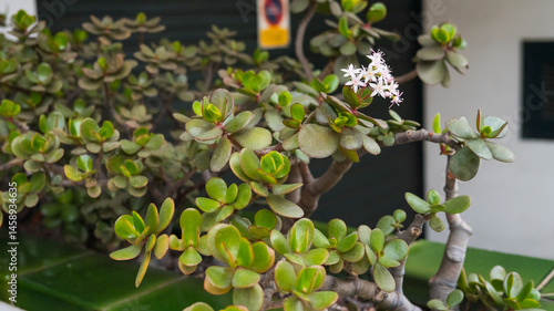 Obraz na płótnie Close-up of jade plant with blossoms in urban garden setting w salonie