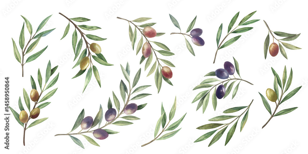 Set of olive branches with fruits and green leaves. Hand drawn botanical watercolor illustration. Isolated on a white background. For greeting cards, wallpaper, print, fabric, food oil production. Set of olive branches with fruits and green leaves. Hand drawn botanical watercolor illustration. Isolated on a white background. For greeting cards, wallpaper, print, fabric, food oil production.
