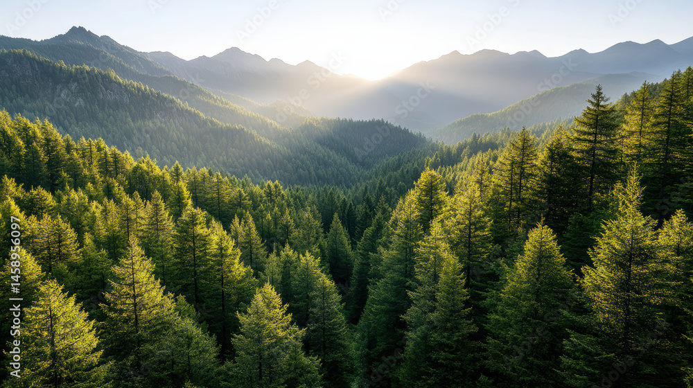 Lush green forest landscape with mountains in background, bathed in soft sunlight Lush green forest landscape with mountains in background, bathed in soft sunlight