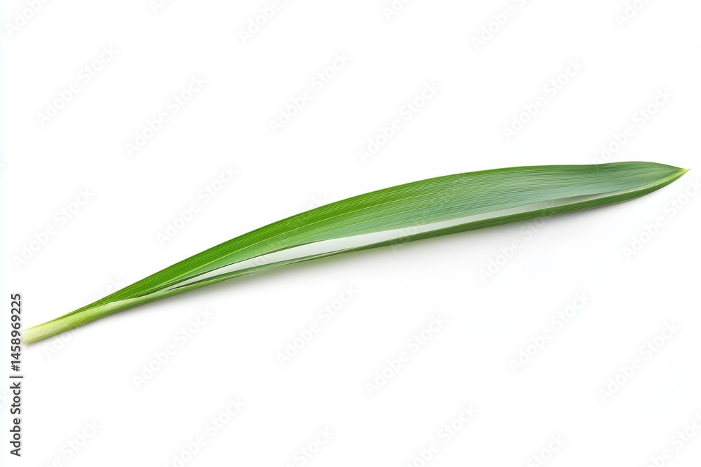 Single, elongated, green leaf with light-colored midrib. Shows a healthy, vibrant green color and a smooth texture Single, elongated, green leaf with light-colored midrib. Shows a healthy, vibrant green color and a smooth texture