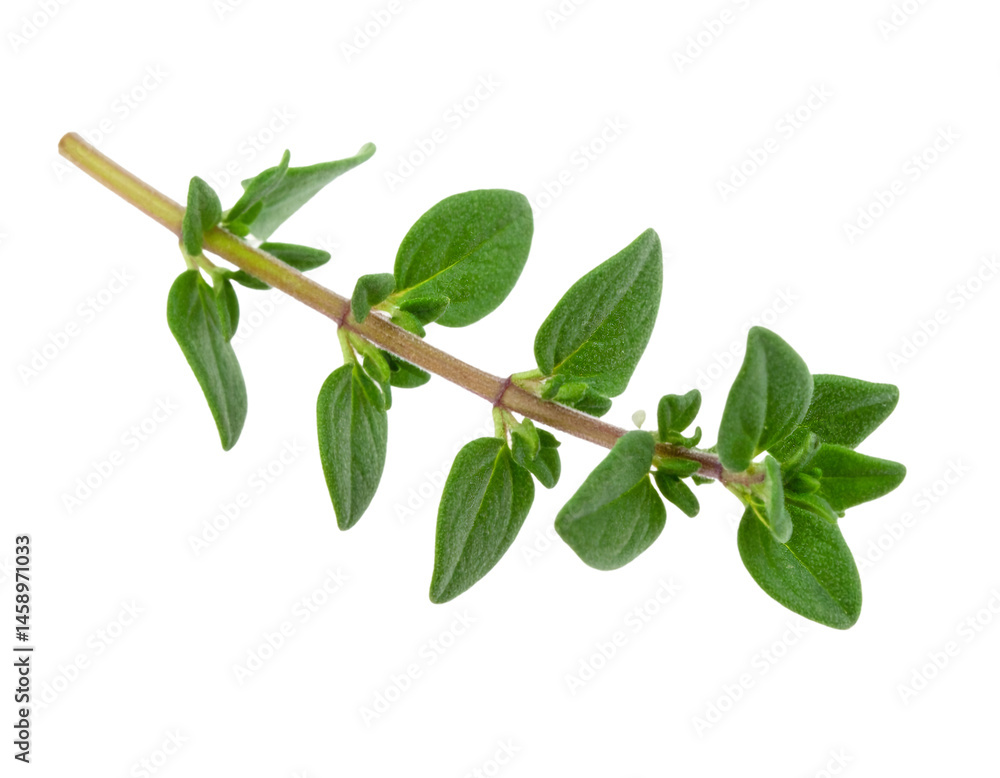 Fresh marjoram sprig with transparent background, high detail, no shadows Fresh marjoram sprig with transparent background, high detail, no shadows