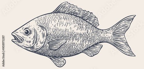 Gilt-head bream, fish, Dorado, seafood, sketch. Vintage retro print, seafood fish sketch, sea life, ink pencil style drawing engrave old school sketch, hand drawn. Sketch artwork fish. Illustration