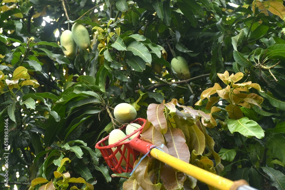 ripe mango tropical fruit hanging from branch on tree in garden picking by basket
