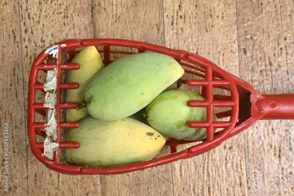 ripe mango tropical fruit hanging from branch on tree in garden picking by basket