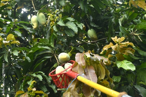 Obraz na płótnie ripe mango tropical fruit hanging from branch on tree in garden picking by basket w salonie