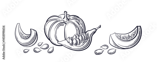 Pumpkin, seed Vector sketch vegetables. Art symbol