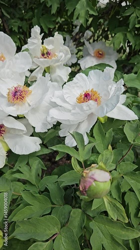 Close-Up of Delicate White Peonies in Late Spring