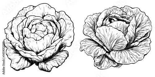 Intricate flat black icon of two detailed cabbage illustrations for culinary and gardening themes